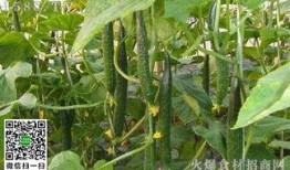 青瓜最新爆料,揭秘娱乐圈幕后真相